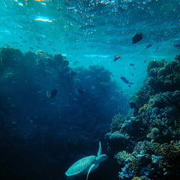 Camphor Sea Nourish Pte. Ltd.